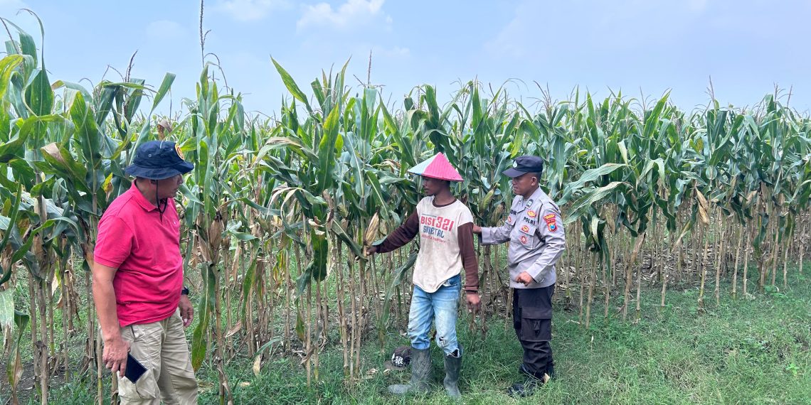 Polsek Prambon Cek Lahan Jagung di Desa Bulang
