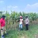 Polsek Prambon Cek Lahan Jagung di Desa Bulang