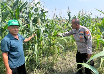 Masifkan Swasembada Pangan dengan Mengelola Tanaman Jagung di Desa Prambon