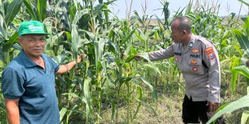 Masifkan Swasembada Pangan dengan Mengelola Tanaman Jagung di Desa Prambon
