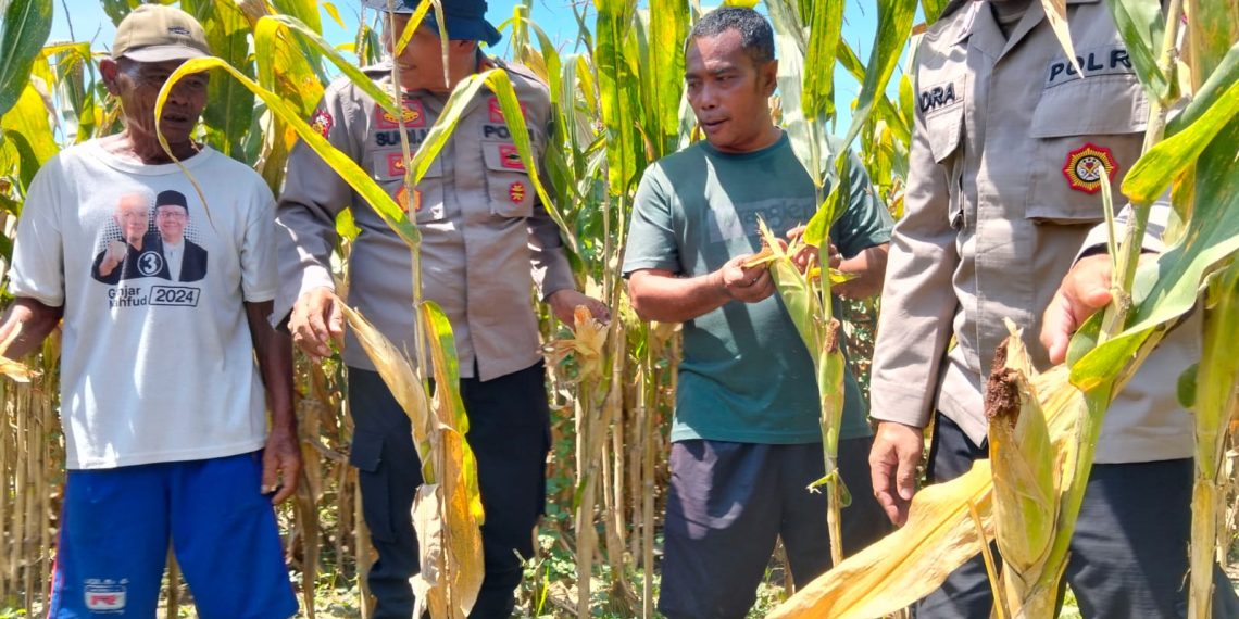 Optimalkan Swasembada Pangan, Polsek Prambon Masifkan Pengelolahan Tanaman Jagung
