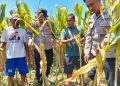 Optimalkan Swasembada Pangan, Polsek Prambon Masifkan Pengelolahan Tanaman Jagung