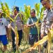 Optimalkan Swasembada Pangan, Polsek Prambon Masifkan Pengelolahan Tanaman Jagung
