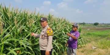 Polsek Candi Masif Dampingi Petani, Dukung Swasembada Pangan