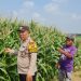 Polsek Candi Masif Dampingi Petani, Dukung Swasembada Pangan