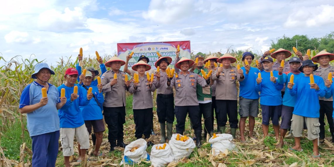 Panen Jagung, Polsek Balongbendo Targetkan 60 Ton Hasil Produksi