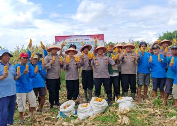 Panen Jagung, Polsek Balongbendo Targetkan 60 Ton Hasil Produksi