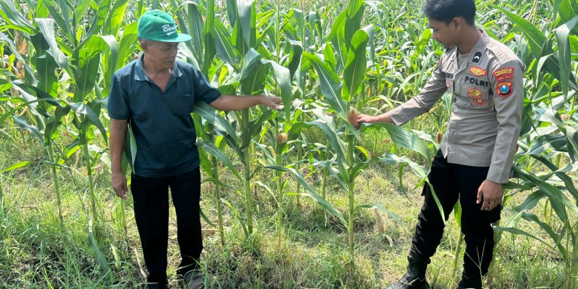 Optimalisasi Program Ketahanan Pangan, Polsek Prambon Dampingi Petani Jagung