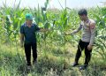 Optimalisasi Program Ketahanan Pangan, Polsek Prambon Dampingi Petani Jagung