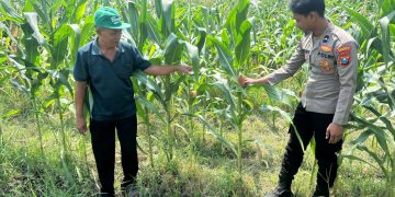 Optimalisasi Program Ketahanan Pangan, Polsek Prambon Dampingi Petani Jagung