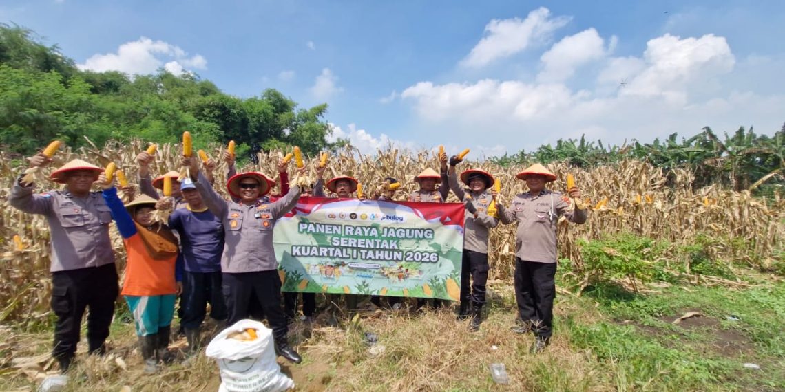 Panen Jagung, Polsek Balongbendo Dukung Ketahanan Pangan di Sidoarjo