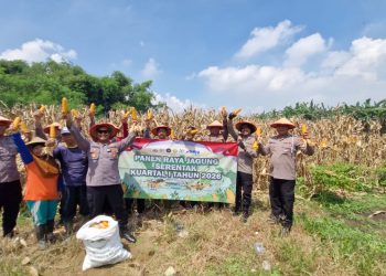 Panen Jagung, Polsek Balongbendo Dukung Ketahanan Pangan di Sidoarjo