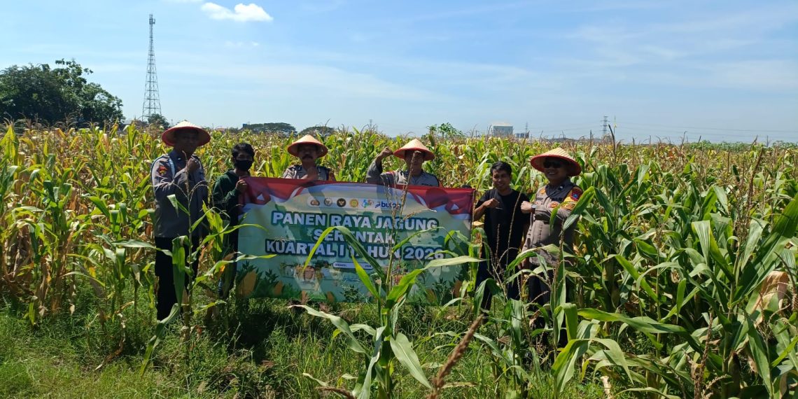 Panen Raya Jagung di Balongbendo, Wujud Dukungan Polri terhadap Ketahanan Pangan