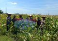 Panen Raya Jagung di Balongbendo, Wujud Dukungan Polri terhadap Ketahanan Pangan