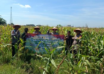 Panen Raya Jagung di Balongbendo, Wujud Dukungan Polri terhadap Ketahanan Pangan