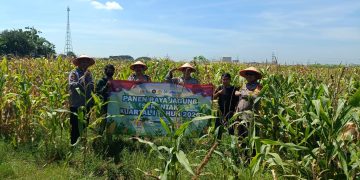 Panen Raya Jagung di Balongbendo, Wujud Dukungan Polri terhadap Ketahanan Pangan