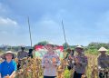 Polsek Taman Panen Jagung Serentak di Lahan Lingkar Mas Sepanjang, Dukung Ketahanan Pangan Nasional