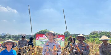 Polsek Taman Panen Jagung Serentak di Lahan Lingkar Mas Sepanjang, Dukung Ketahanan Pangan Nasional