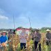 Polsek Taman Panen Jagung Serentak di Lahan Lingkar Mas Sepanjang, Dukung Ketahanan Pangan Nasional