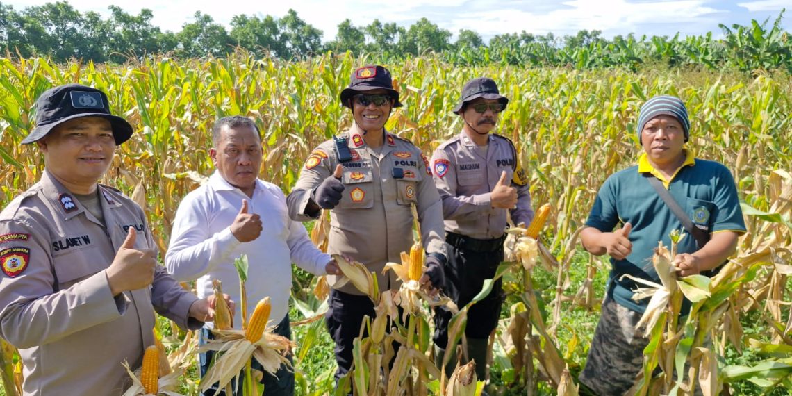 Polsek Balongbendo Cek Kesiapan Panen Jagung Serentak, Dukung Swasembada Pangan