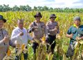 Polsek Balongbendo Cek Kesiapan Panen Jagung Serentak, Dukung Swasembada Pangan