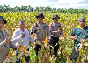 Polsek Balongbendo Cek Kesiapan Panen Jagung Serentak, Dukung Swasembada Pangan