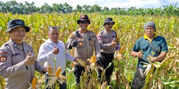 Polsek Balongbendo Cek Kesiapan Panen Jagung Serentak, Dukung Swasembada Pangan