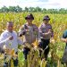 Polsek Balongbendo Cek Kesiapan Panen Jagung Serentak, Dukung Swasembada Pangan