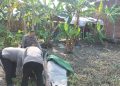 Polsek Gedangan Robohkan Arena Judi Sabung Ayam di Keboan Anom