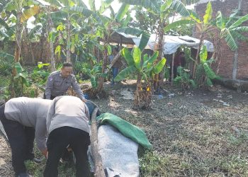 Polsek Gedangan Robohkan Arena Judi Sabung Ayam di Keboan Anom