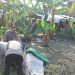 Polsek Gedangan Robohkan Arena Judi Sabung Ayam di Keboan Anom
