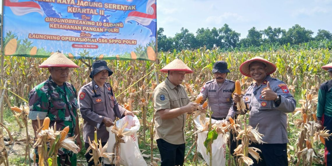 Polsek Balongbendo Panen Raya Jagung Perkasa Hybrida