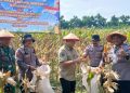Polsek Balongbendo Panen Raya Jagung Perkasa Hybrida