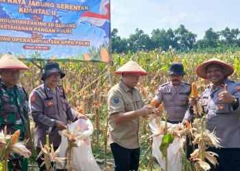 Polsek Balongbendo Panen Raya Jagung Perkasa Hybrida