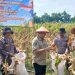Polsek Balongbendo Panen Raya Jagung Perkasa Hybrida