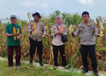 Polsek Tanggulangin Panen Raya Jagung di Desa Randegan
