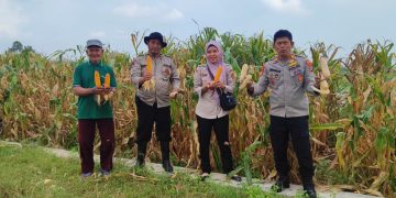 Polsek Tanggulangin Panen Raya Jagung di Desa Randegan