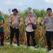 Polsek Tanggulangin Panen Raya Jagung di Desa Randegan