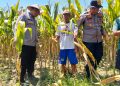 Dukung Swasembada Pangan, Polsek Prambon Terus Dampingi Petani