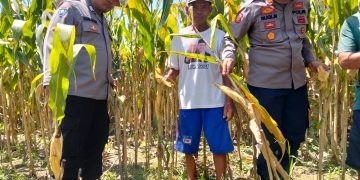 Dukung Swasembada Pangan, Polsek Prambon Terus Dampingi Petani