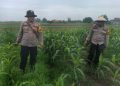 Kanit Binmas Polsek Krembung Rawat Jagung Hibrida Dukung Swasembada Pangan