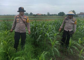 Kanit Binmas Polsek Krembung Rawat Jagung Hibrida Dukung Swasembada Pangan
