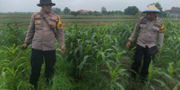Kanit Binmas Polsek Krembung Rawat Jagung Hibrida Dukung Swasembada Pangan
