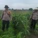 Kanit Binmas Polsek Krembung Rawat Jagung Hibrida Dukung Swasembada Pangan