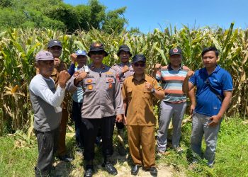 Polresta Sidoarjo Gelorakan Swasembada Pangan Dampingi Warga Tani Kelola Jagung Hibrida