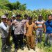 Polresta Sidoarjo Gelorakan Swasembada Pangan Dampingi Warga Tani Kelola Jagung Hibrida