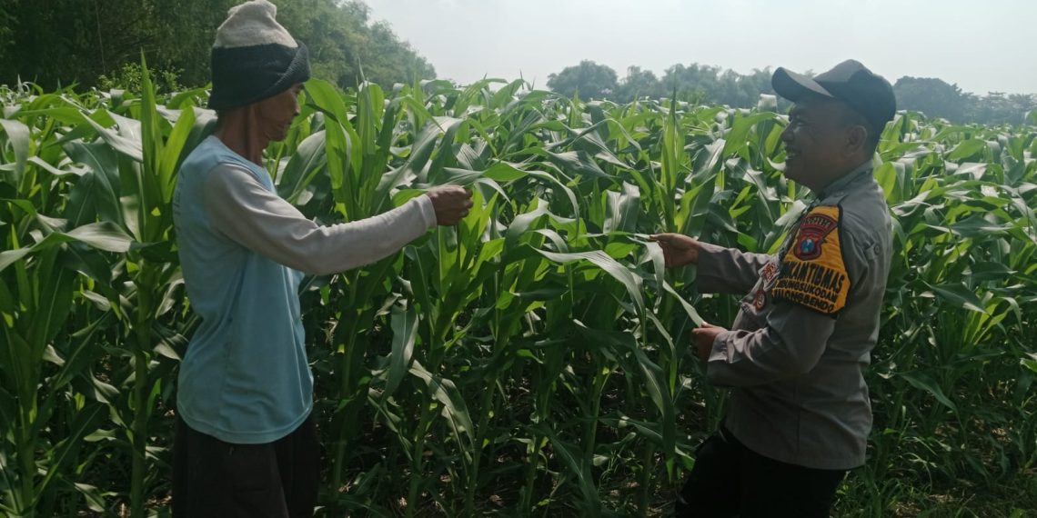 Polsek Balongbendo Tinjau Lahan Jagung, Dukung Swasembada Pangan