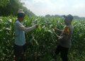 Polsek Balongbendo Tinjau Lahan Jagung, Dukung Swasembada Pangan