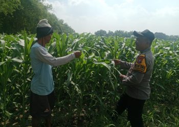 Polsek Balongbendo Tinjau Lahan Jagung, Dukung Swasembada Pangan