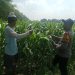 Polsek Balongbendo Tinjau Lahan Jagung, Dukung Swasembada Pangan